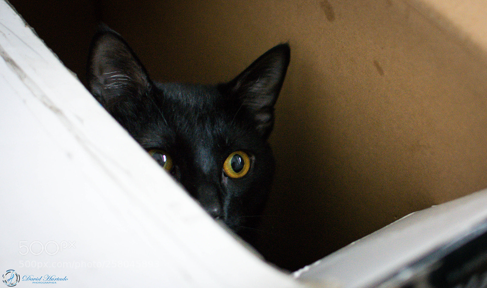 Nikon D5200 sample photo. Stalk photography
