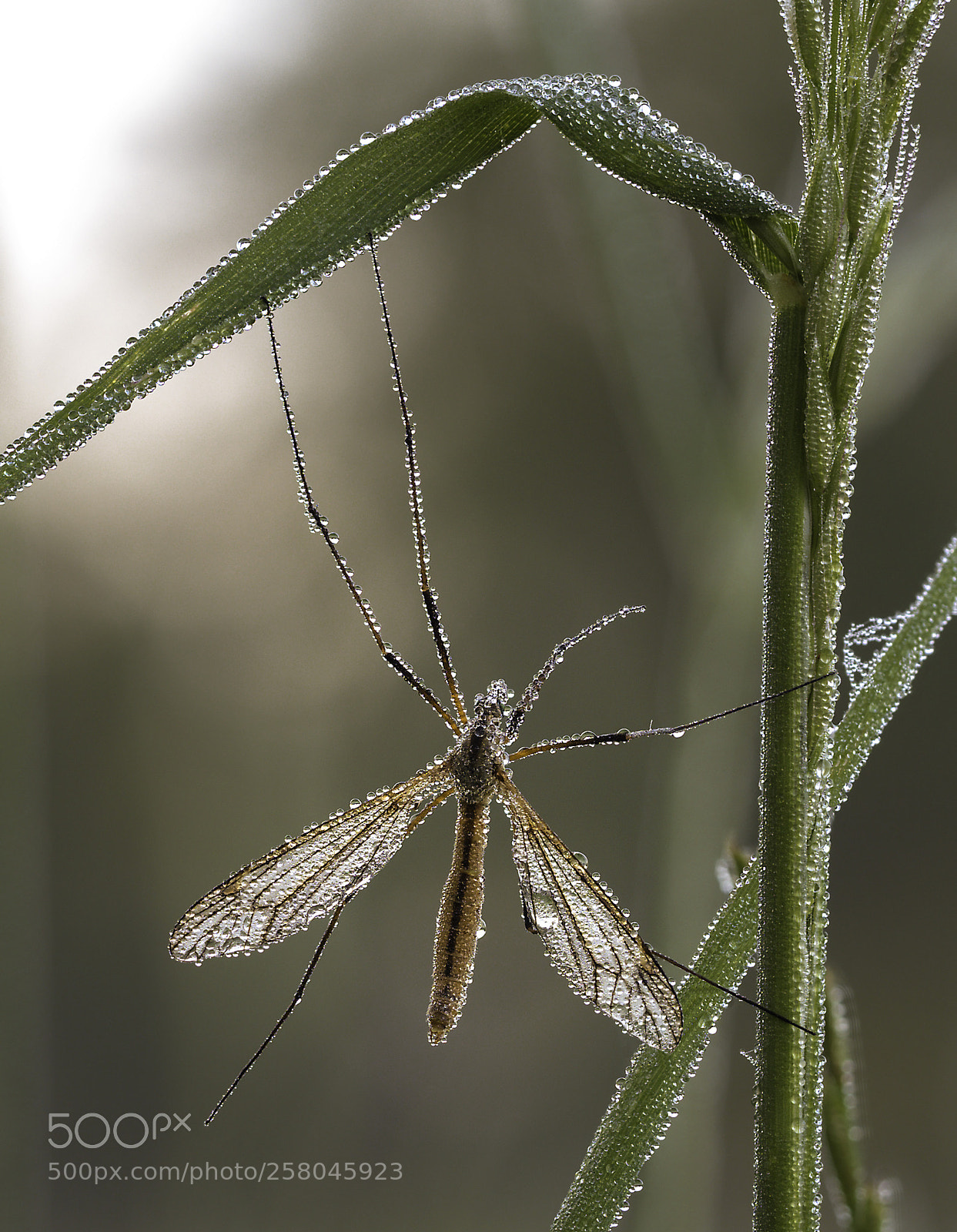 Olympus OM-D E-M1 Mark II sample photo. Tipulidae photography