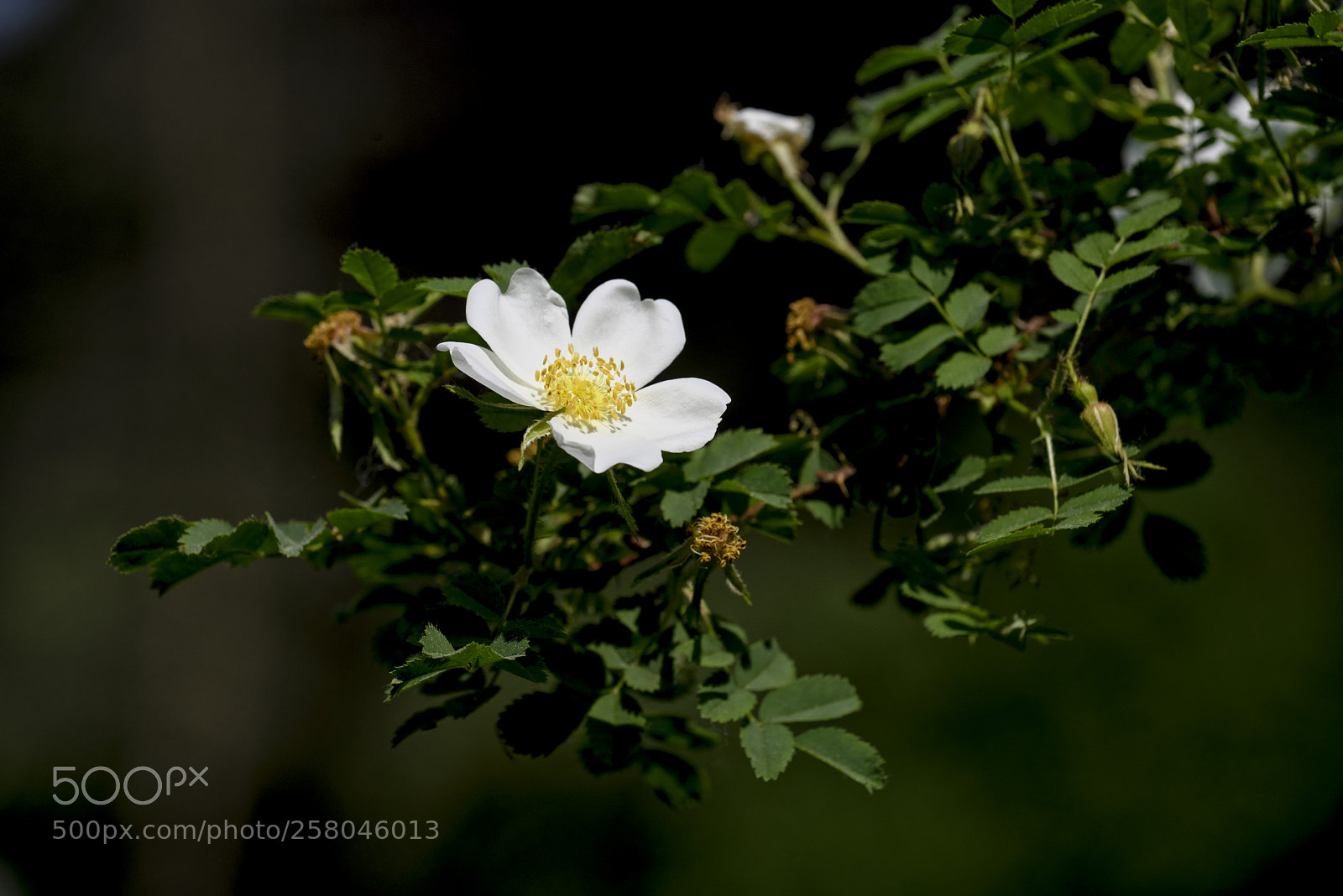 Nikon D600 sample photo. Rose hip photography