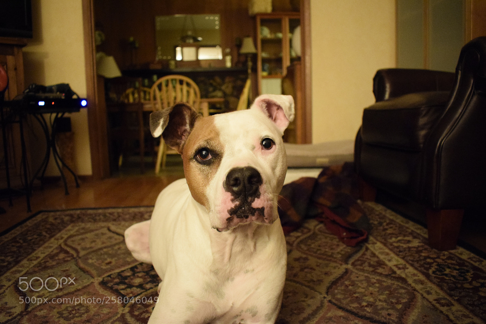 Nikon D5300 sample photo. Dog3 photography
