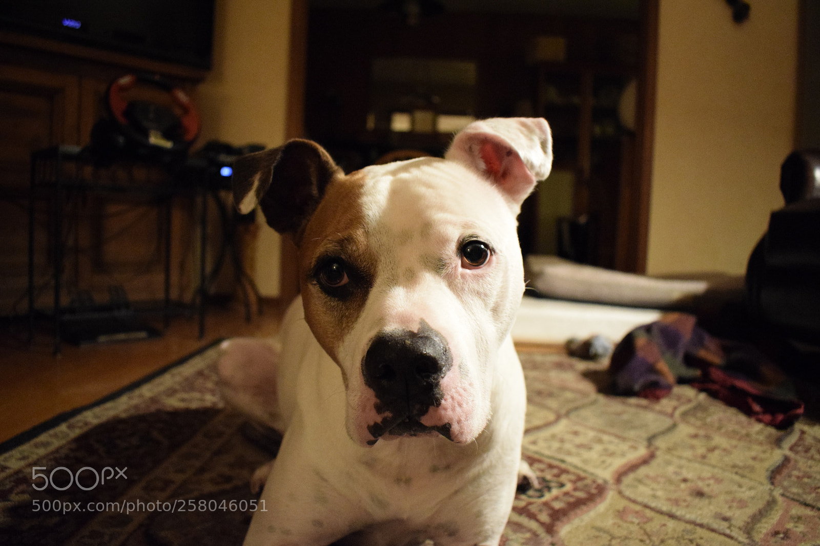 Nikon D5300 sample photo. Dog2 photography