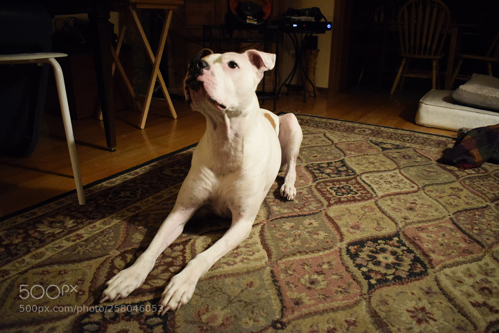 Nikon D5300 sample photo. Dog photography