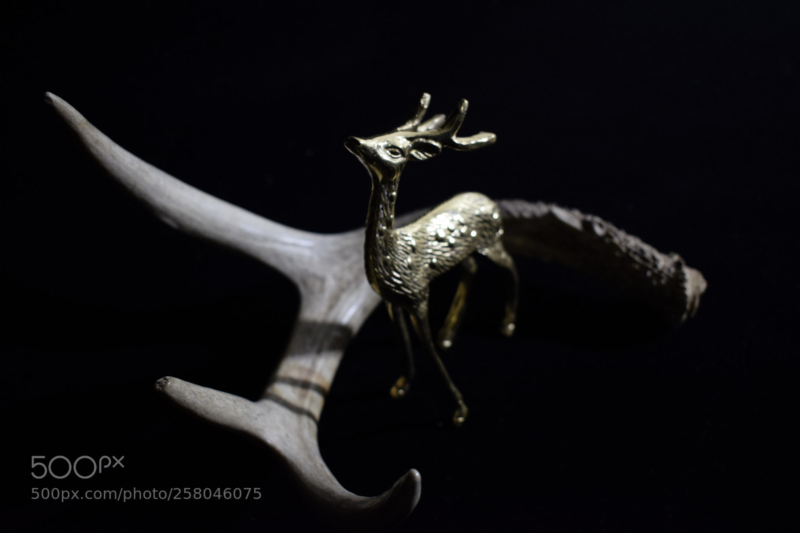 Nikon D5300 sample photo. Ivorygold photography