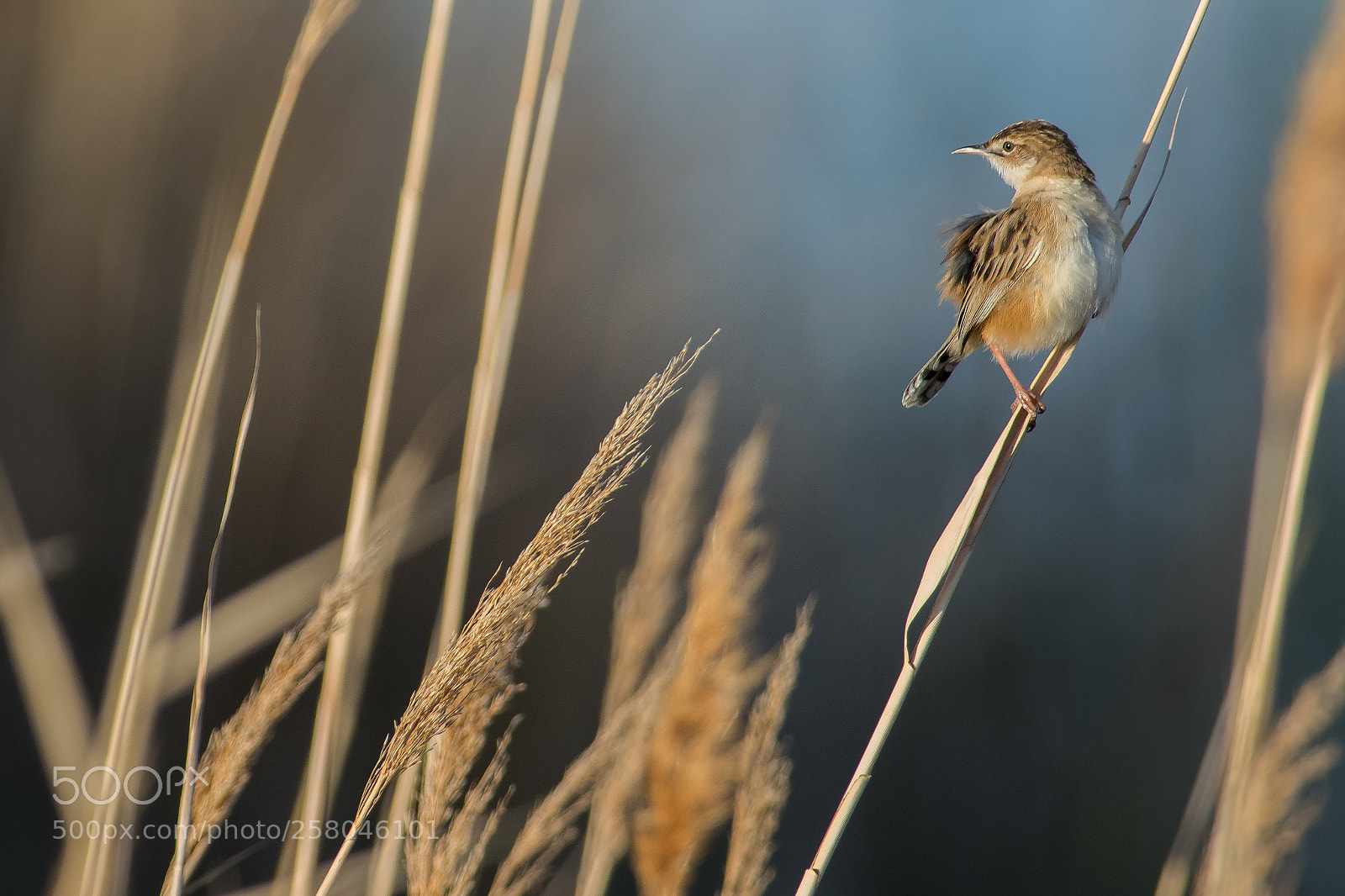 Nikon D7100 sample photo. Zitting cisticola photography