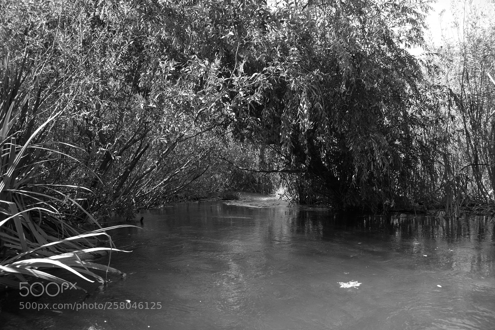 Nikon D5300 sample photo. Streambw photography