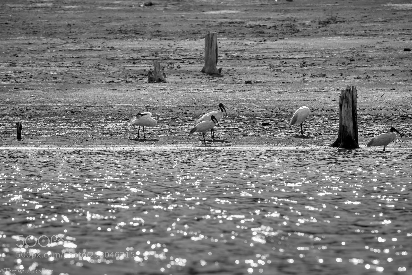 Nikon D750 sample photo. Black headed ibis in photography