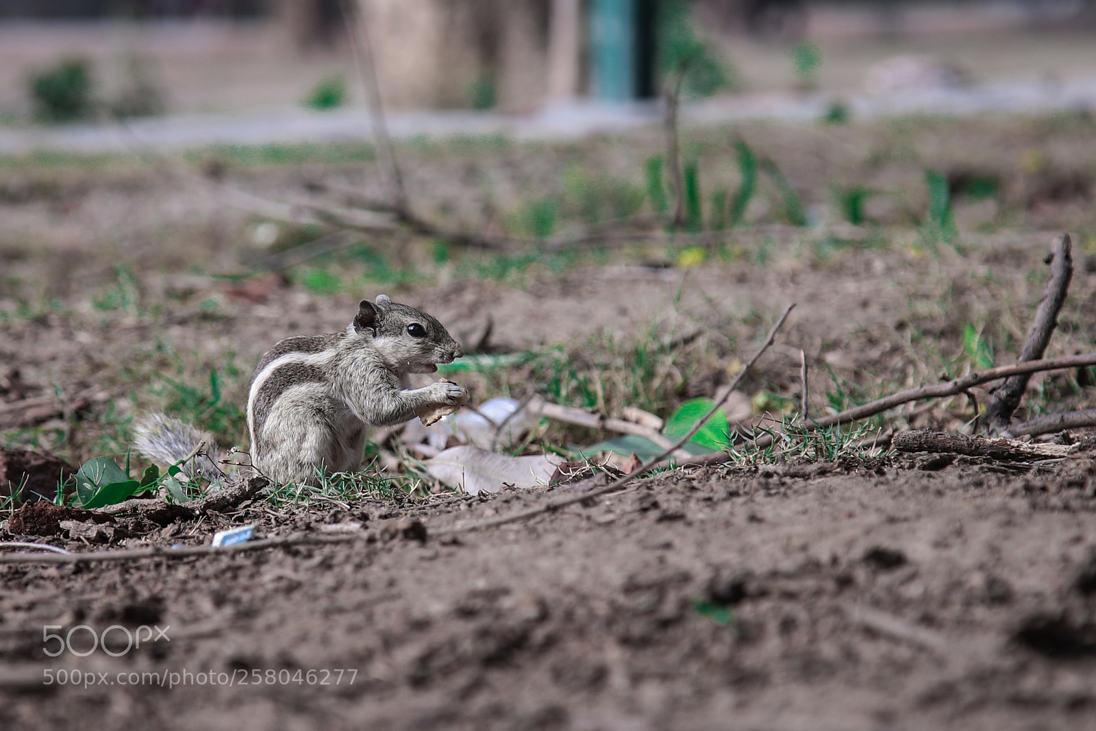 Canon EOS 6D Mark II sample photo. Img photography