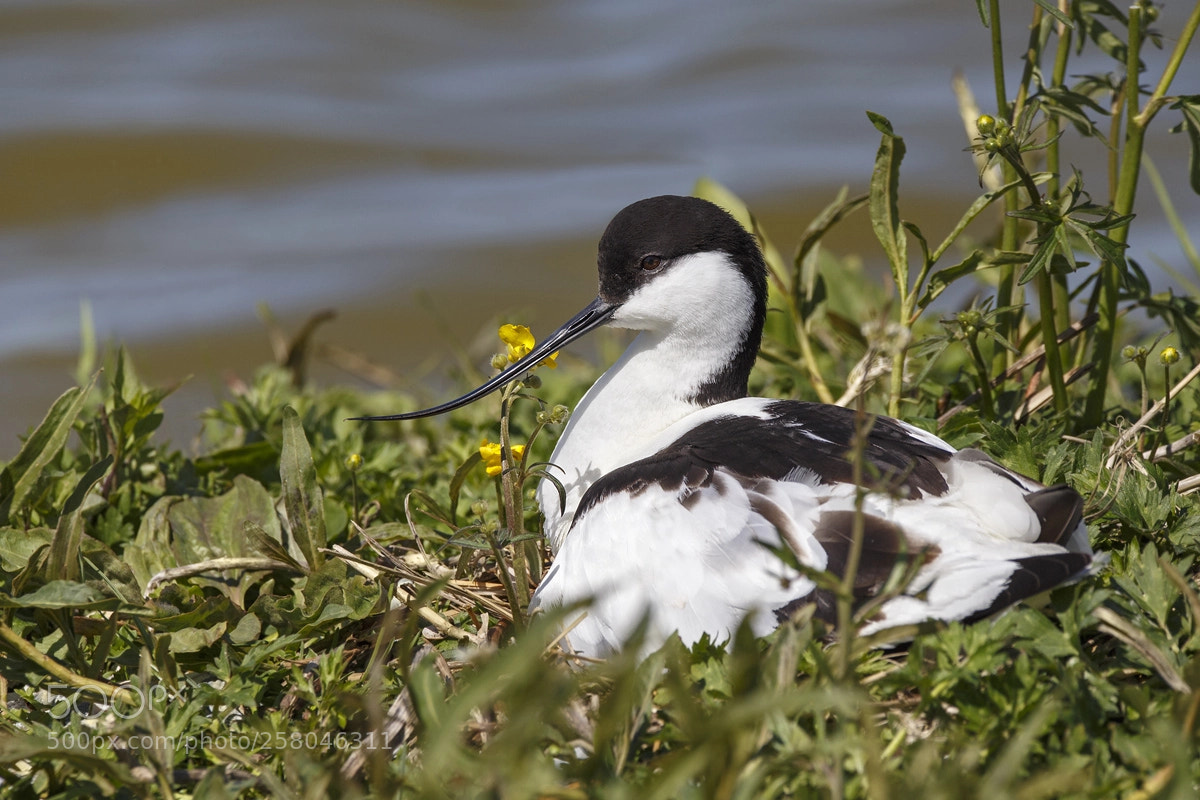 Canon EOS 6D sample photo. Pied avocet photography