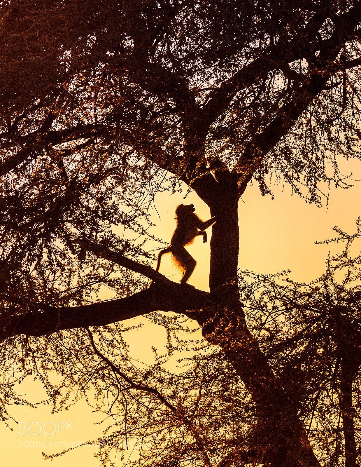 Nikon D810 sample photo. African dawn photography