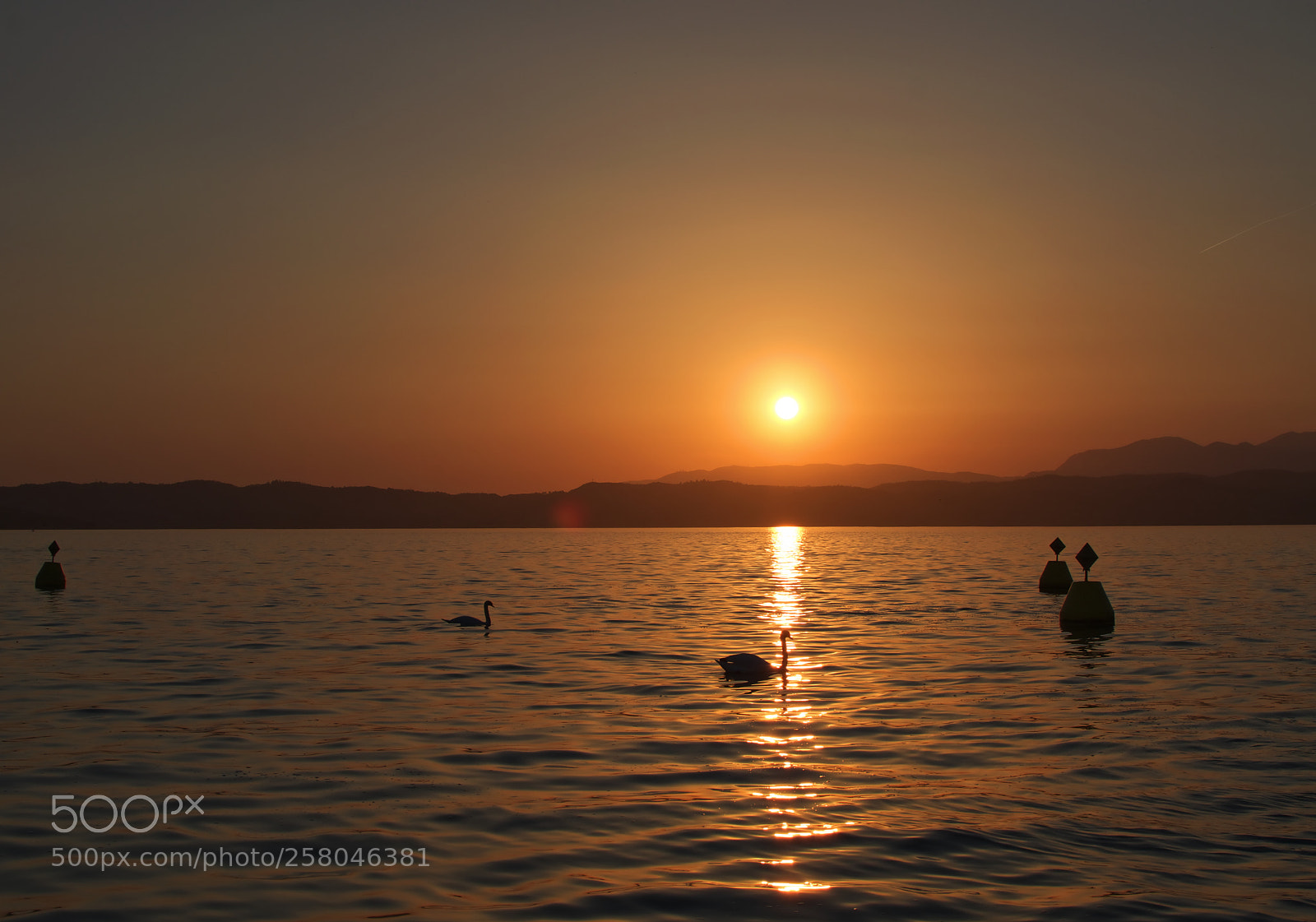 Nikon D5300 sample photo. Swans in the sunset photography