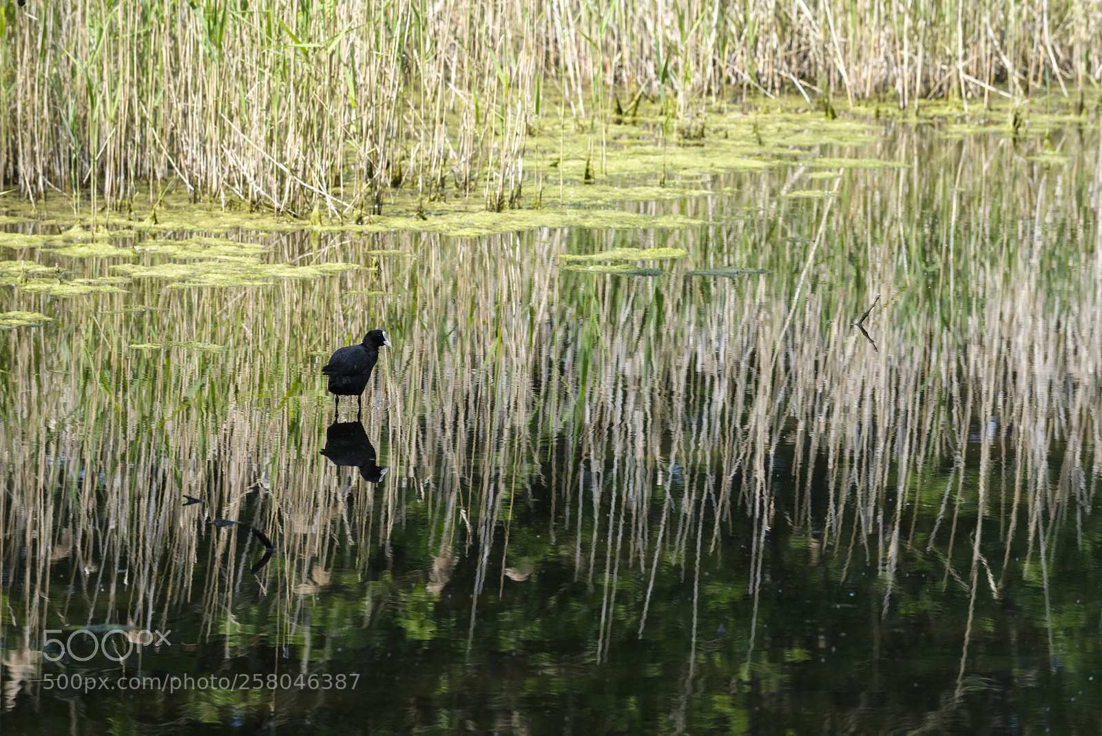 Nikon D600 sample photo. Going over water photography