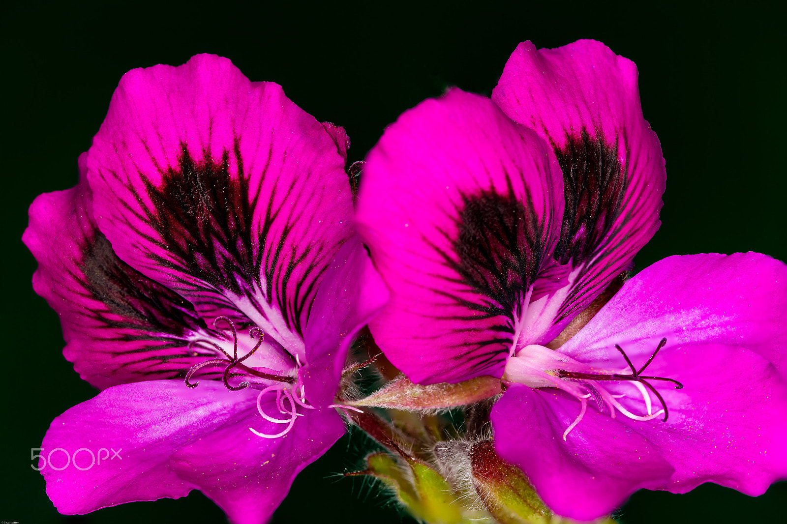 Samsung NX20 sample photo. Red up close photography
