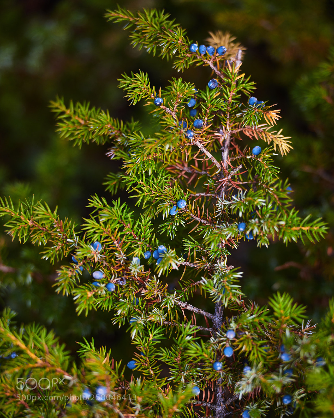 Nikon D850 sample photo. Juniper berries photography