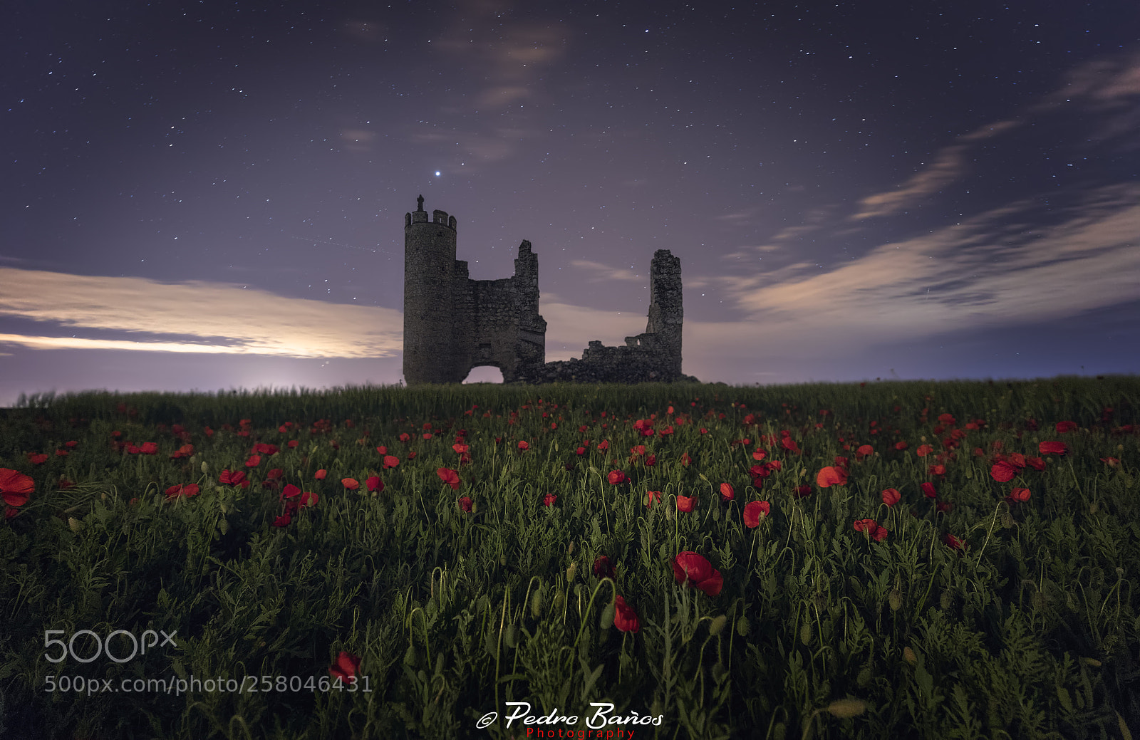 Canon EOS 5D Mark IV sample photo. Amapolas en la noche photography