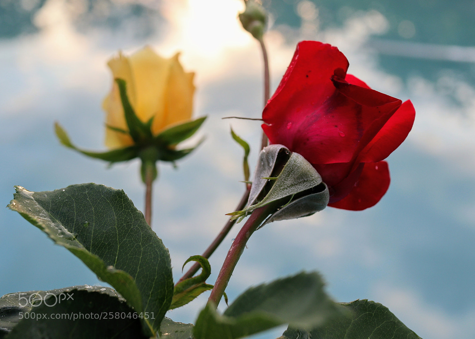Canon EOS M5 sample photo. Yellow and white photography