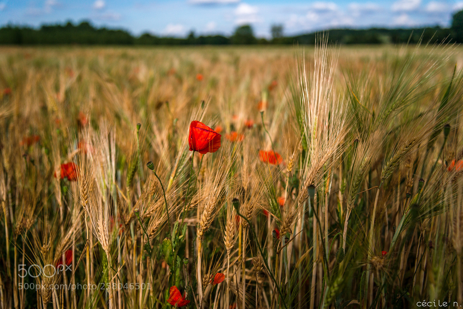 Nikon D800 sample photo. Poppy power... photography