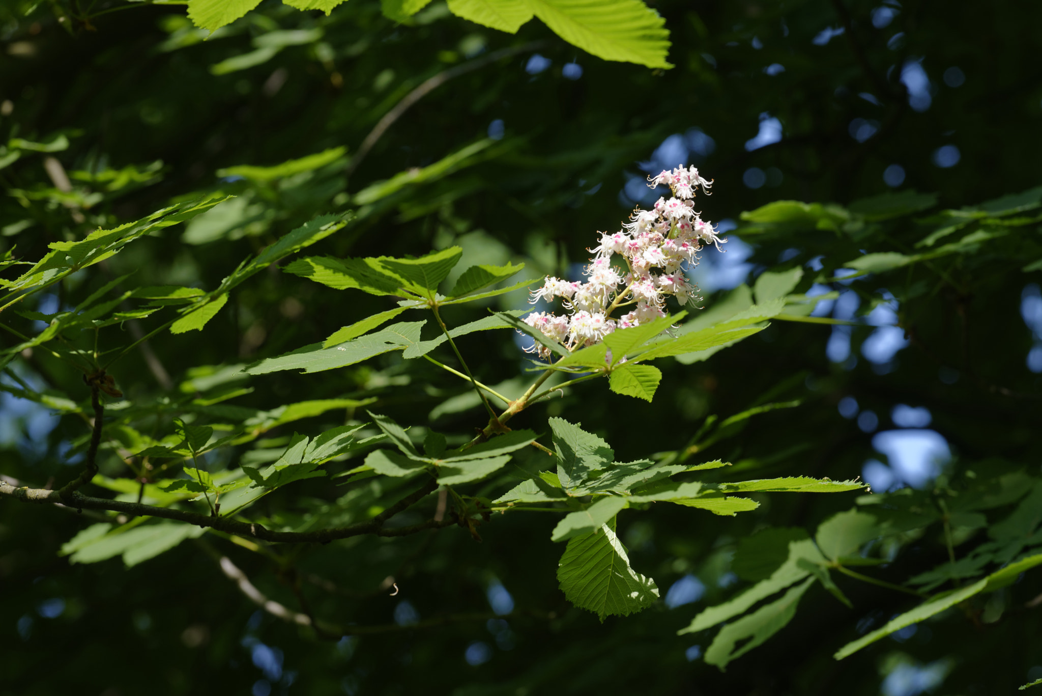 Nikon AF-S Nikkor 70-200mm F4G ED VR sample photo. Chest nut blossom photography