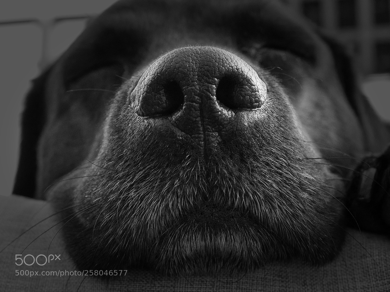 Olympus OM-D E-M5 II sample photo. Snout photography