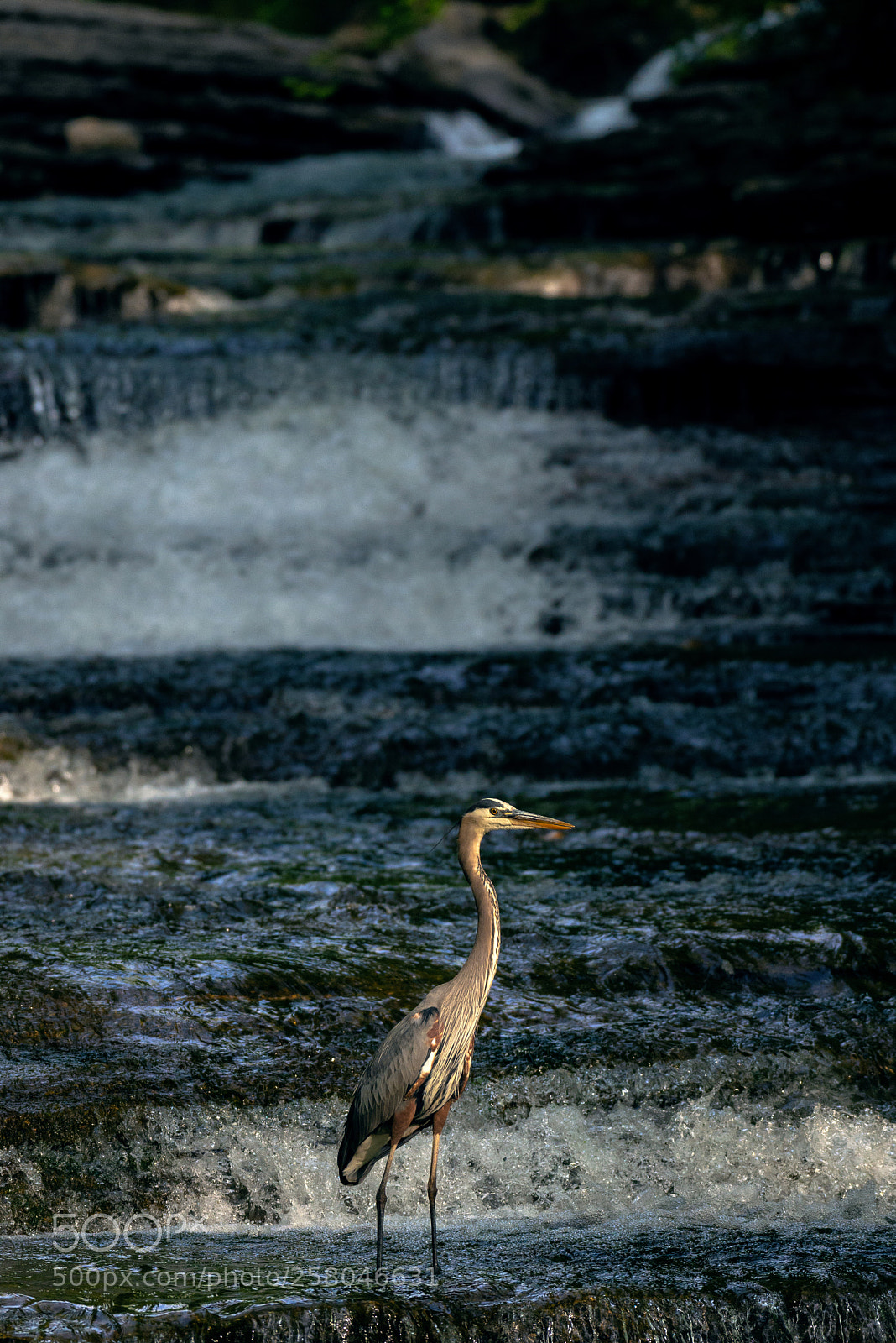 Nikon D800 sample photo. Blue heron in tanyard photography