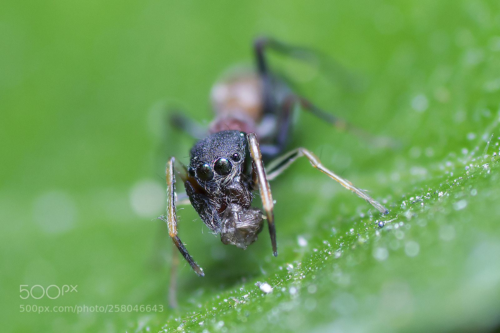 Nikon D5300 sample photo. Ant-mimicking spider with kill photography