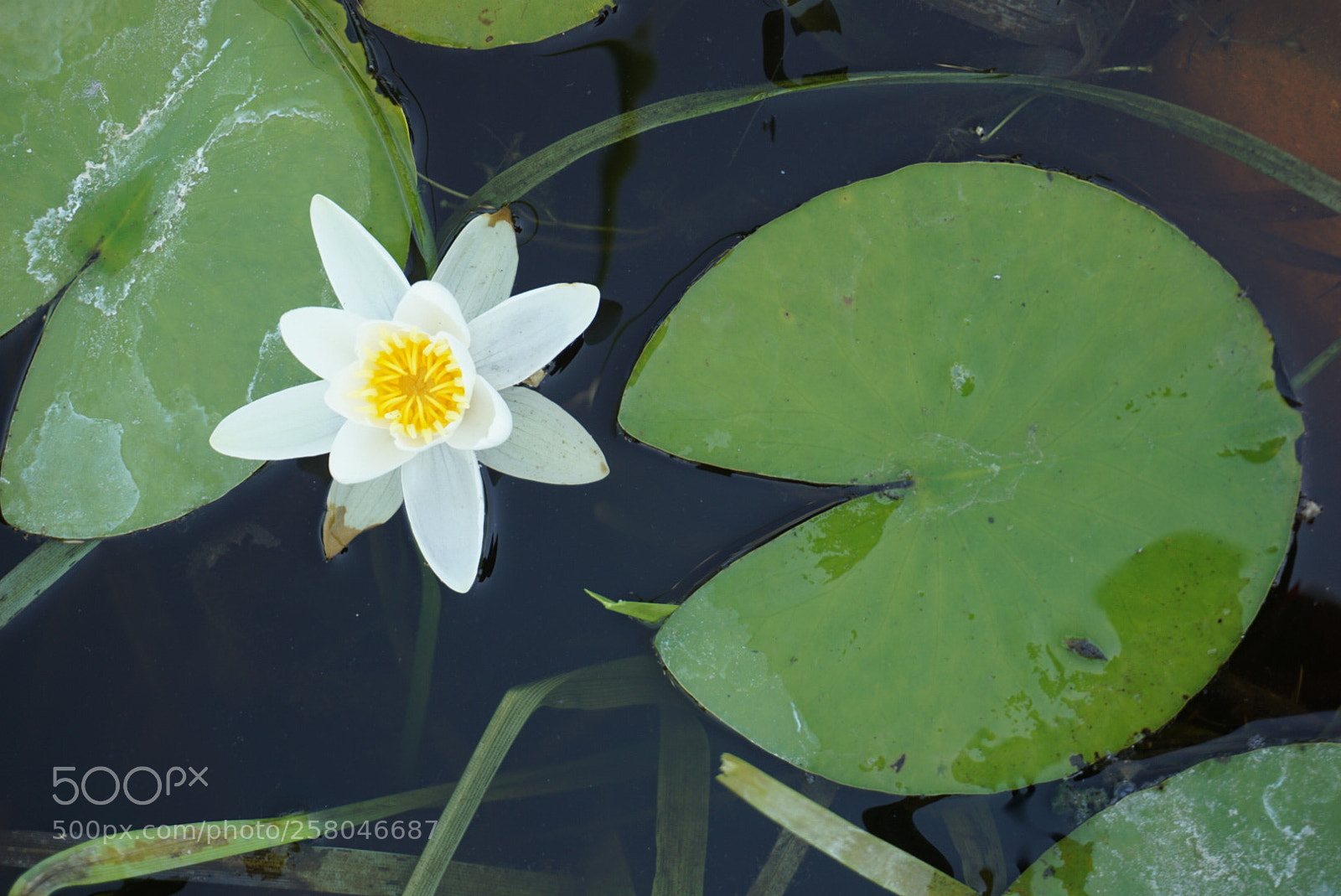 Sony a6000 sample photo. Cut cut photography
