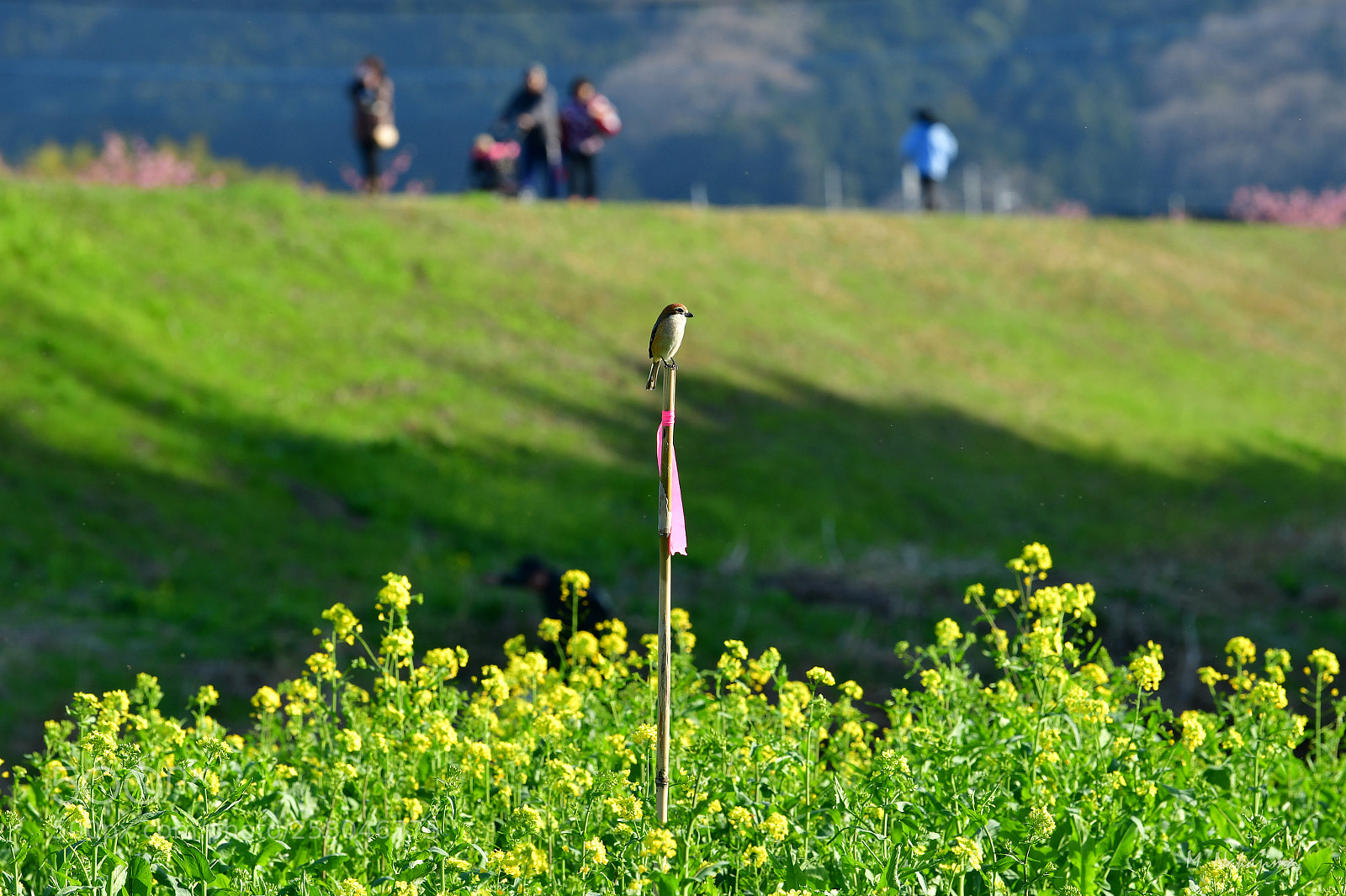 Nikon D850 sample photo. Spring photography