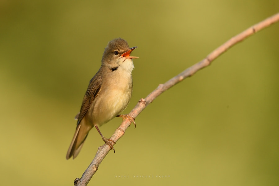 Nikon D750 sample photo. Acrocephalus palustris photography