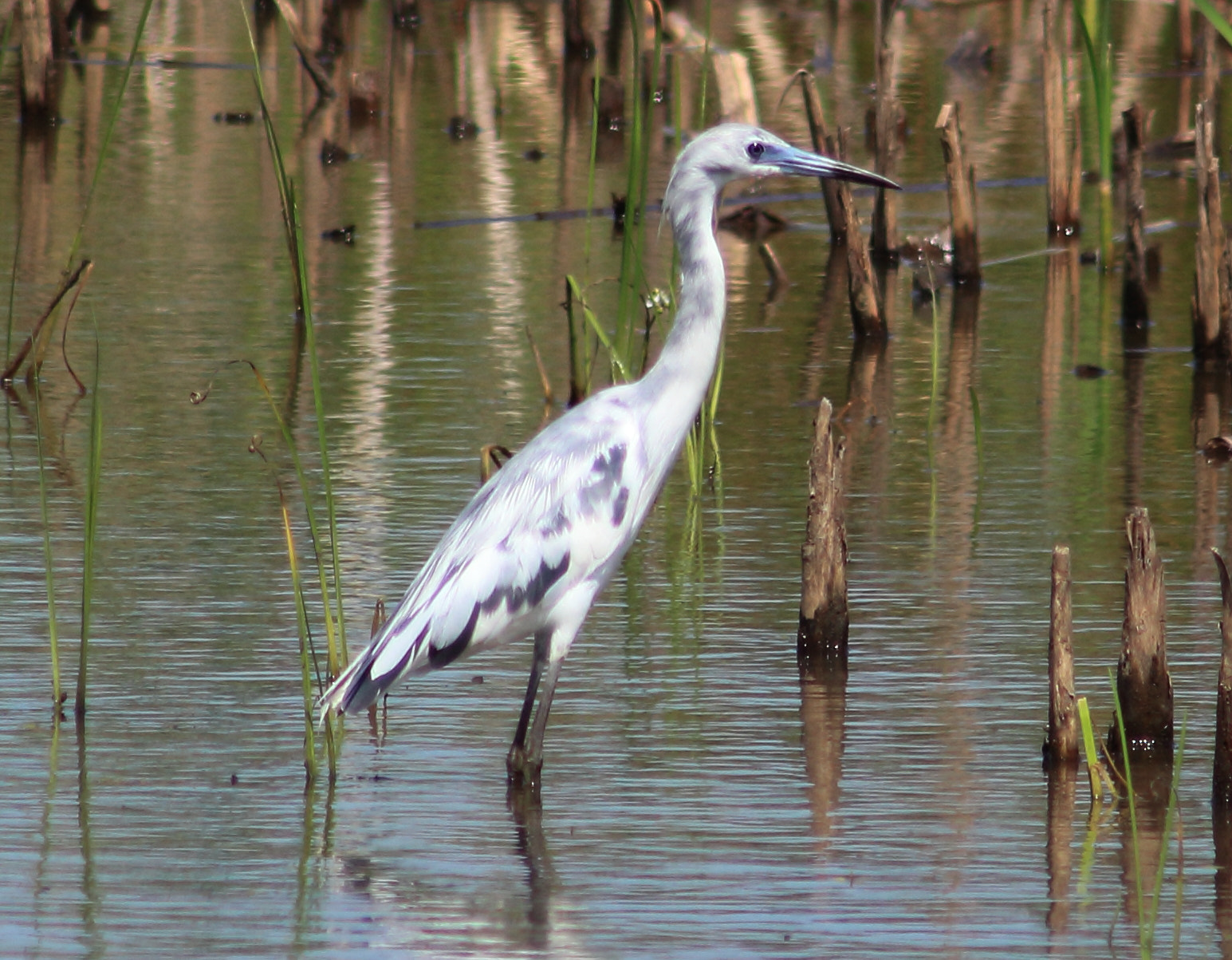 Canon EF 75-300mm f/4-5.6 sample photo. Juvenile little blue heron photography