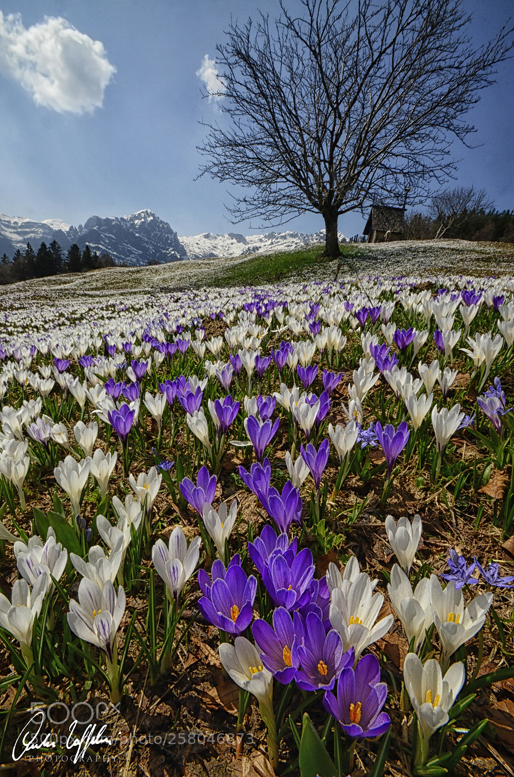 Nikon D7000 sample photo. Spring explosion! photography