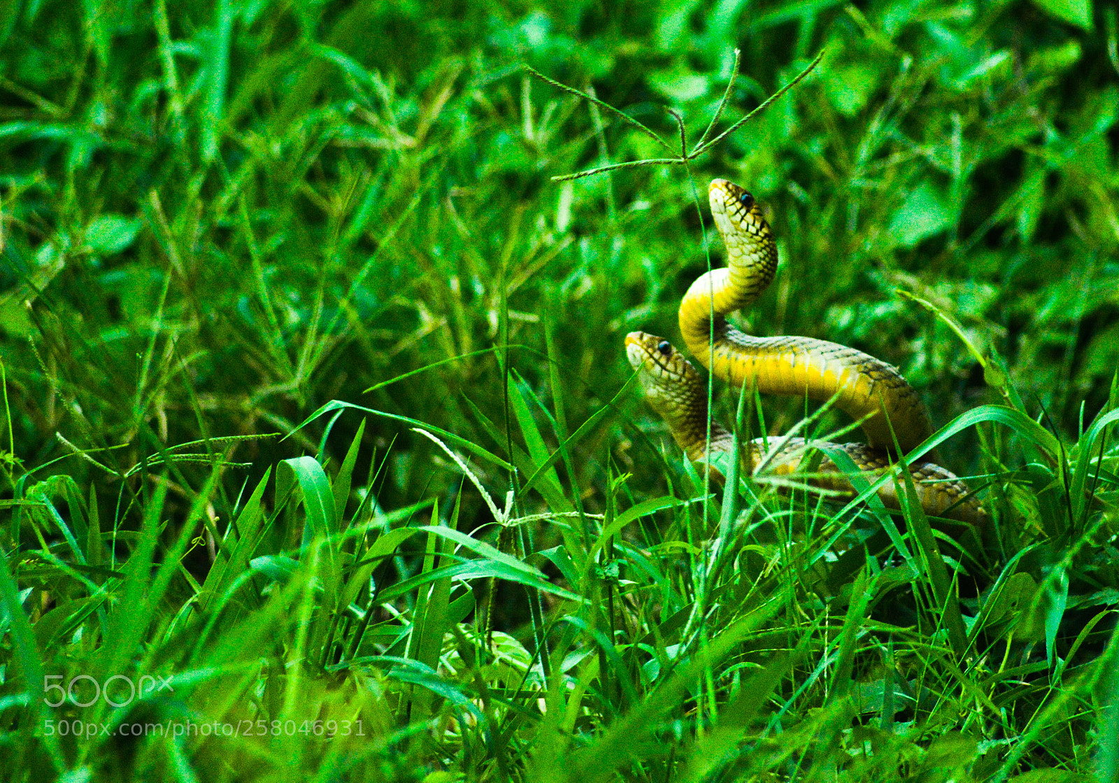 Nikon D3200 sample photo. Playing in the wilderness photography