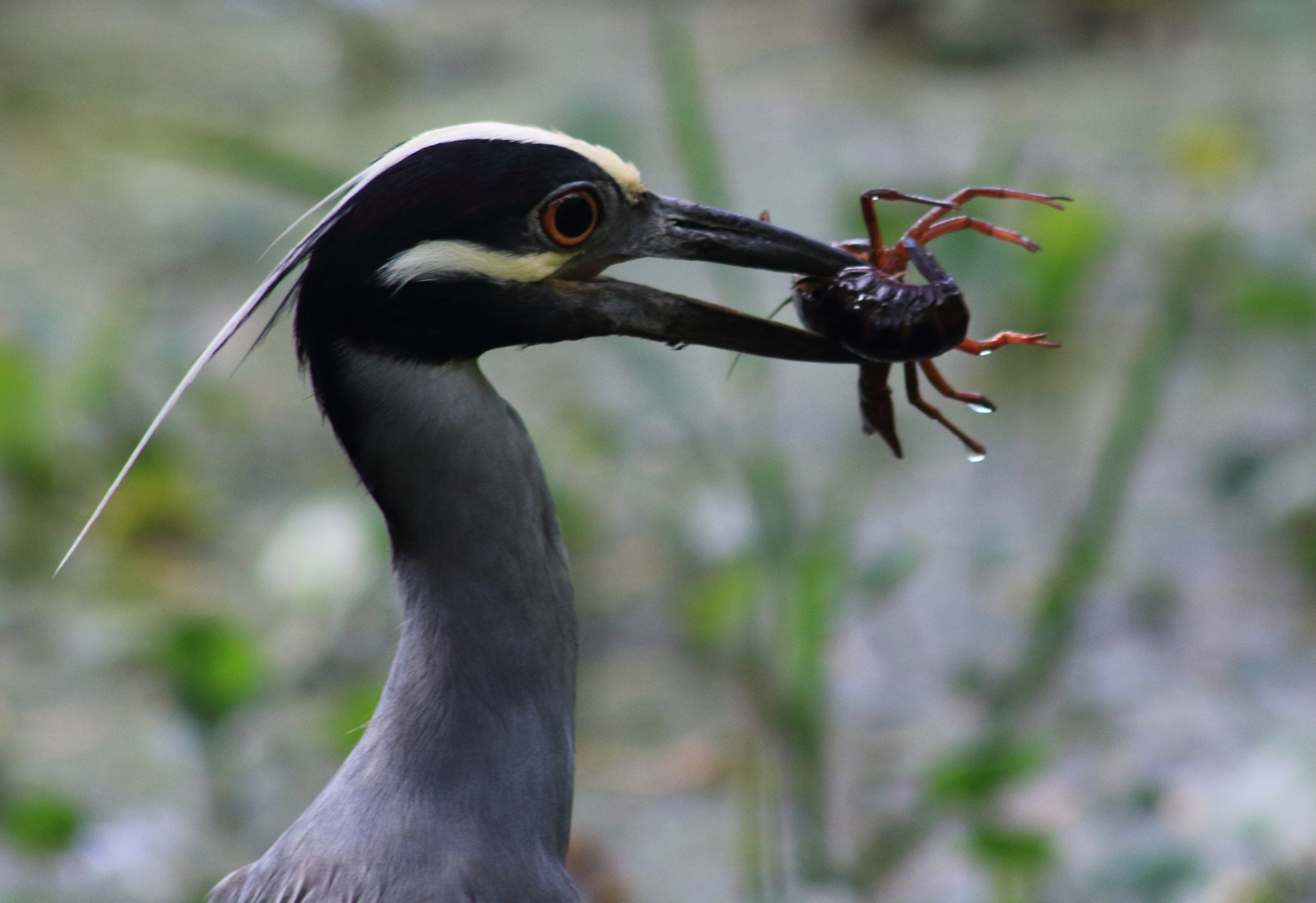 Canon EF 75-300mm f/4-5.6 sample photo. Crawfish season photography