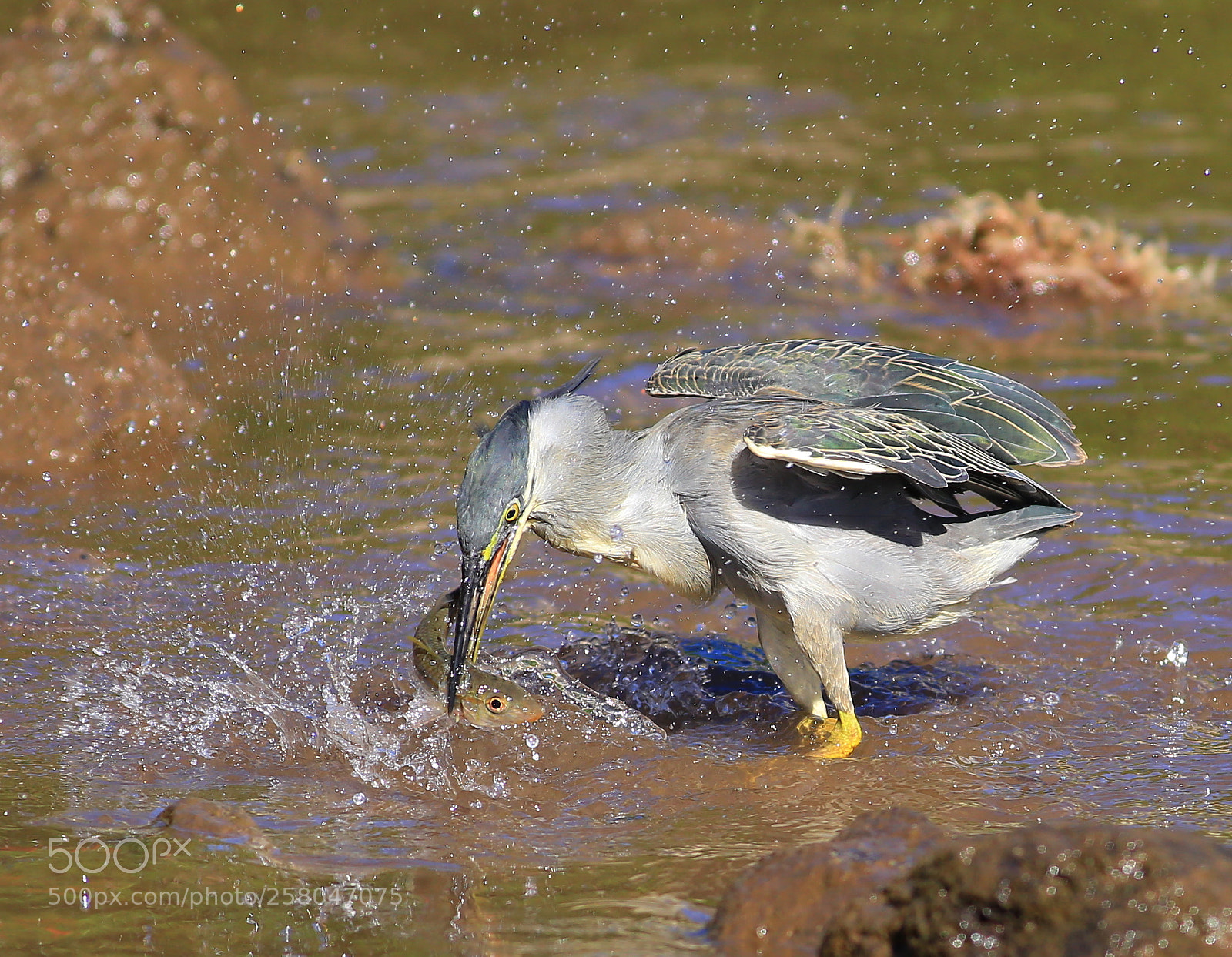 Canon EOS 6D sample photo. Heron photography
