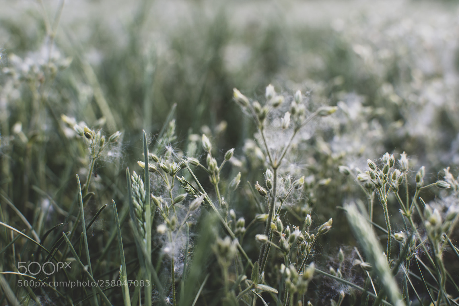 Nikon D5500 sample photo. Gossamer photography