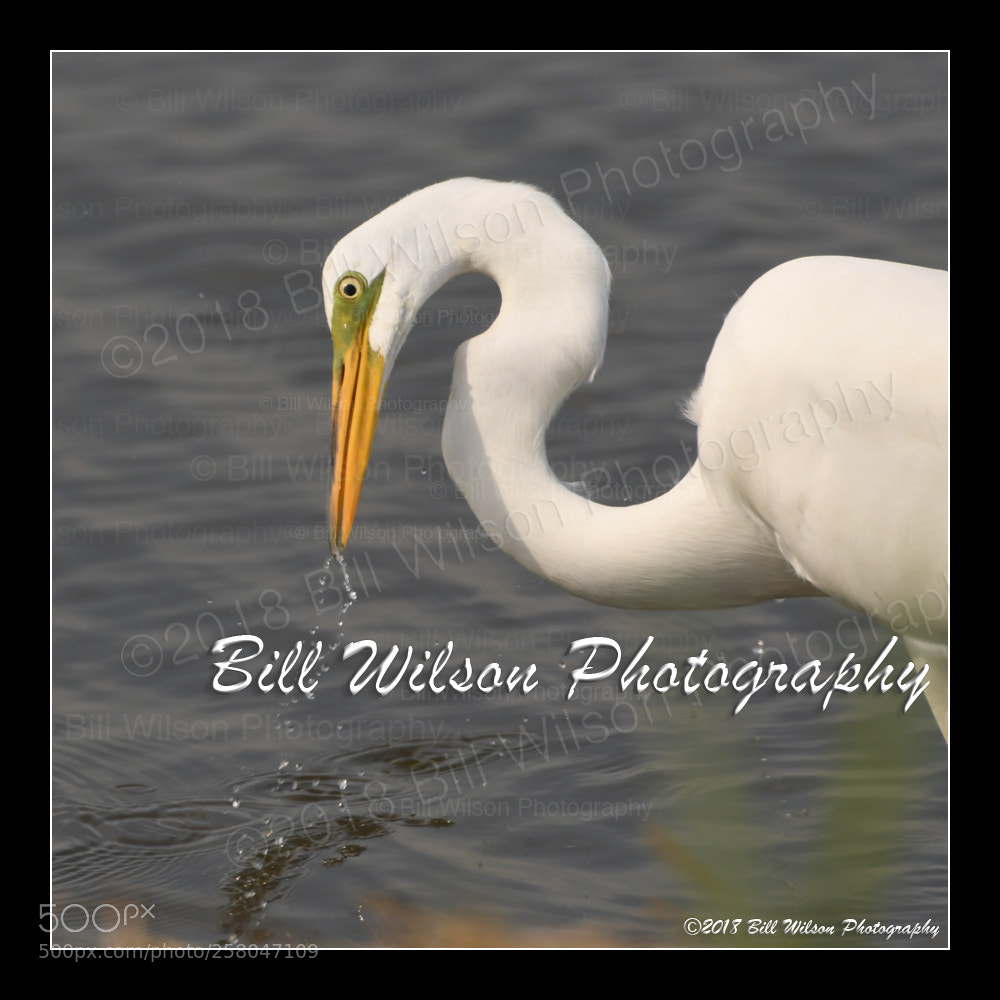 Nikon D500 sample photo. Egret photography