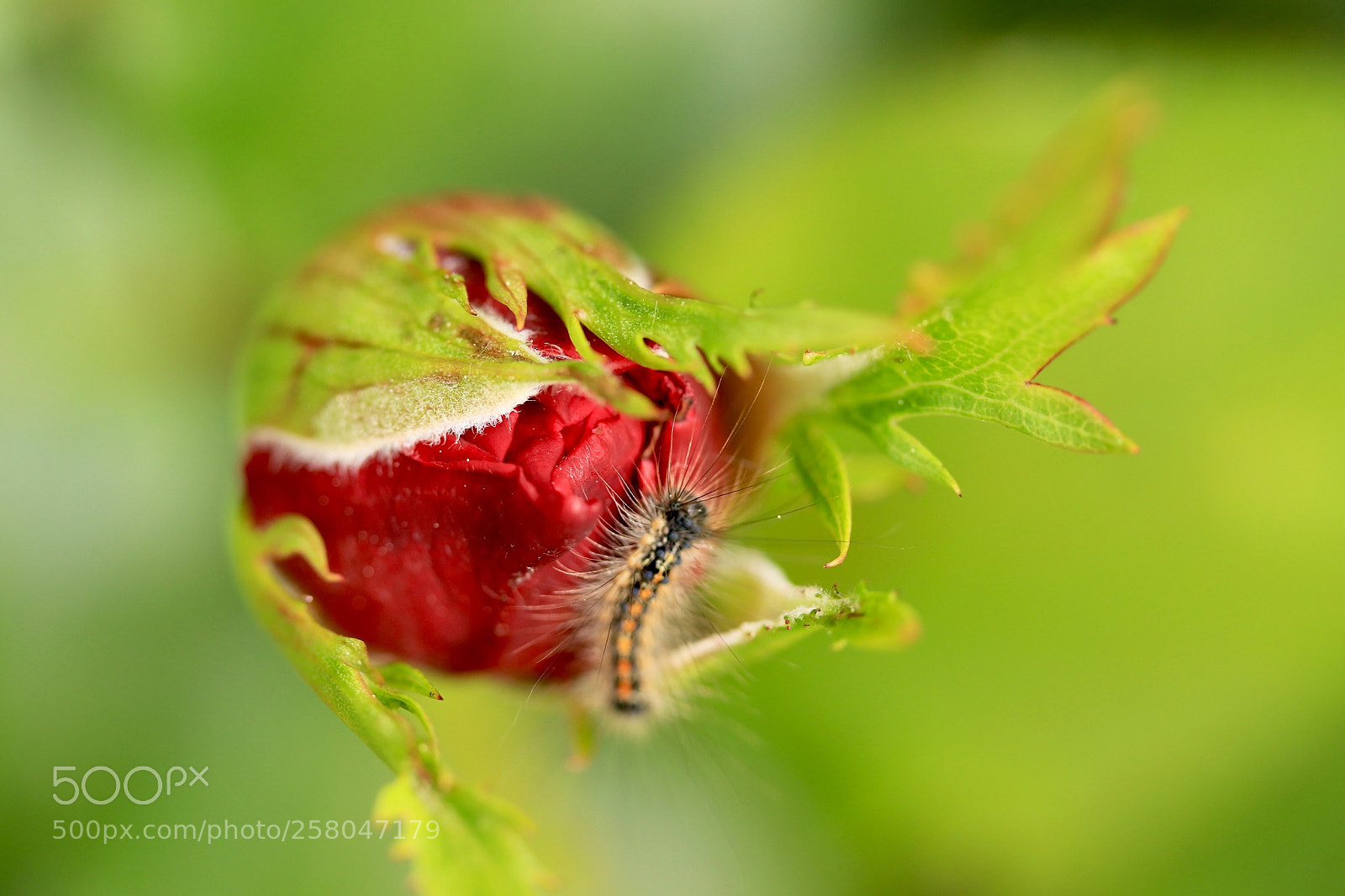 Canon EOS 77D (EOS 9000D / EOS 770D) sample photo. Rose bud and caterpillar photography