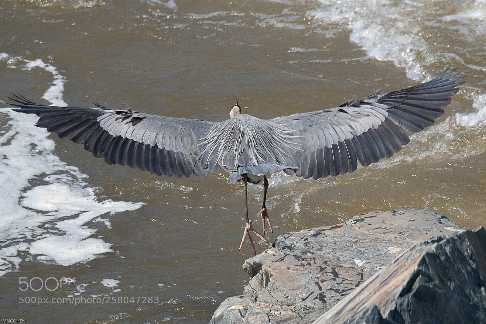 Nikon D500 sample photo. Leap of faith, great photography