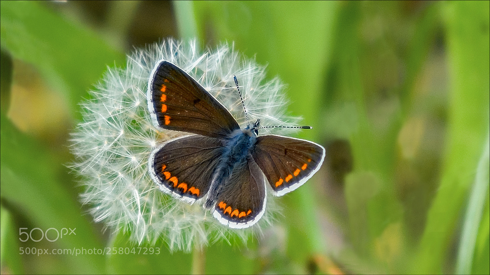 Nikon D500 sample photo. Bruin blauwtje photography