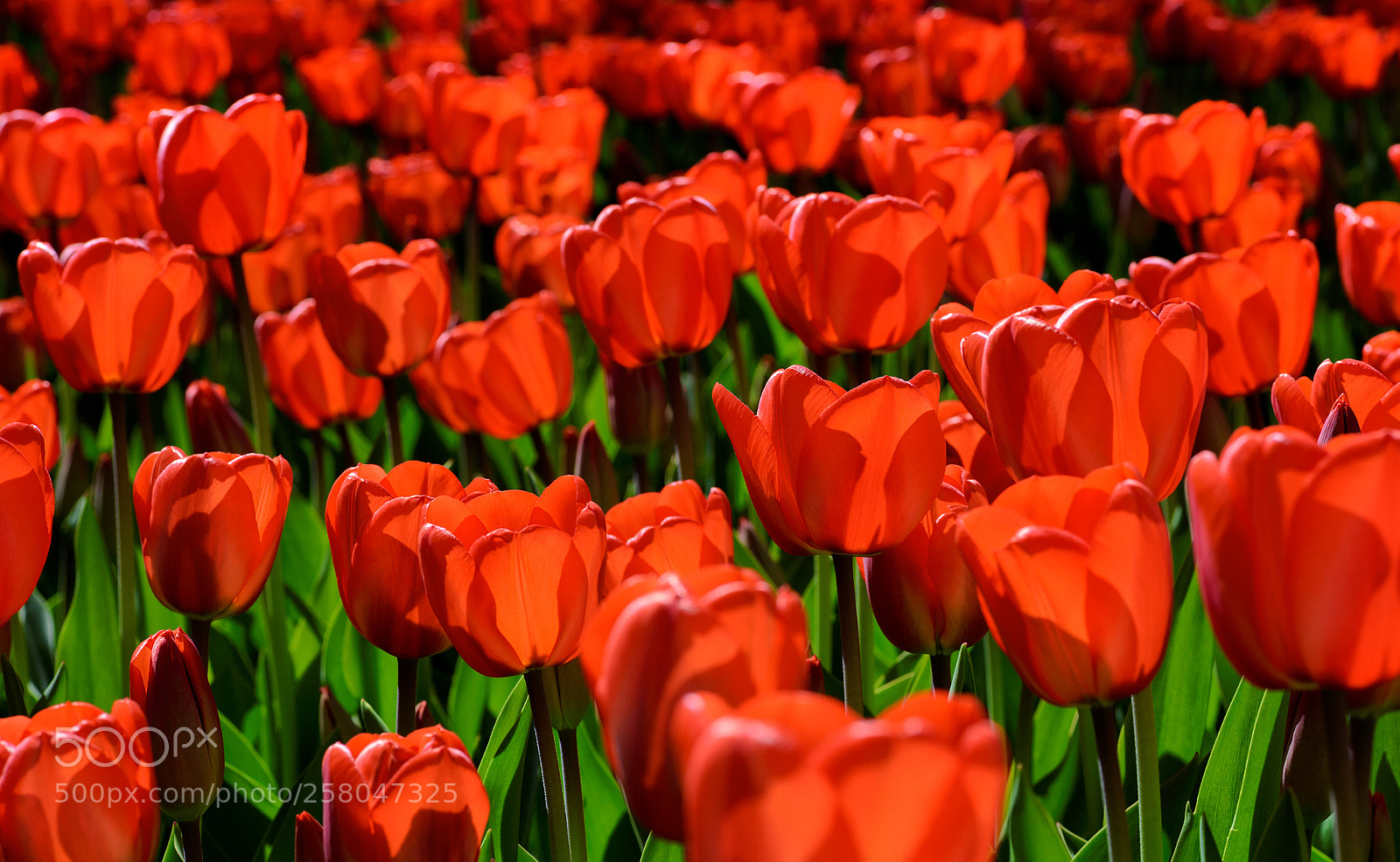 Nikon D810 sample photo. Sunny mood photography