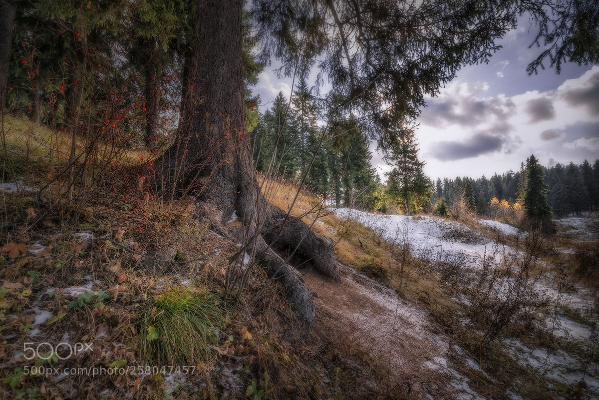 Nikon D600 sample photo. First snow photography