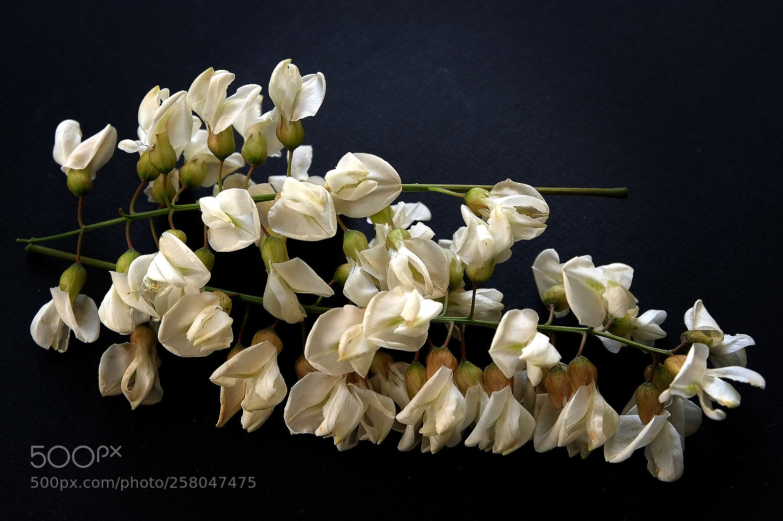Fujifilm X-E1 sample photo. 6909-akazie-1 photography