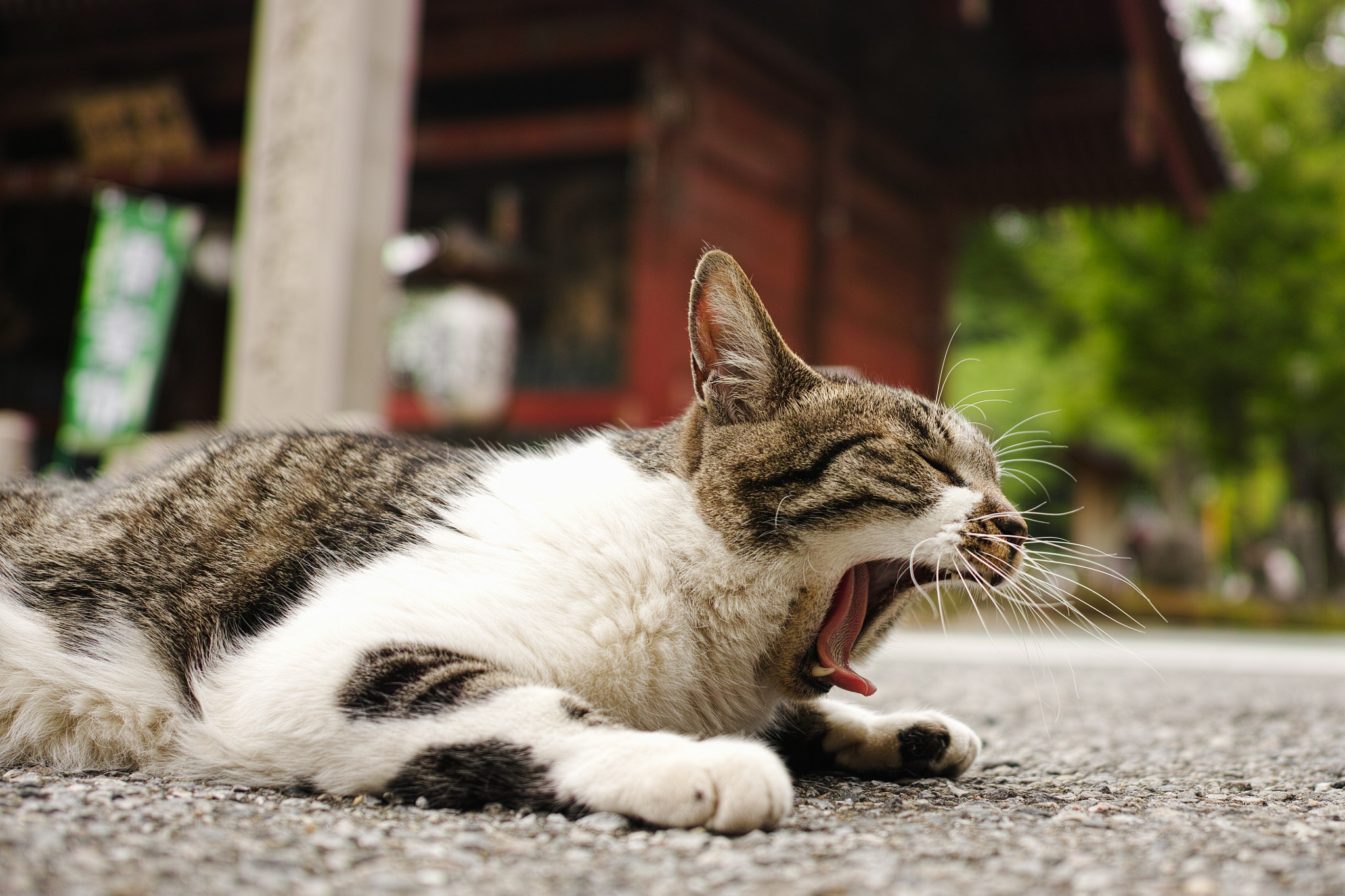 Sigma DP2 Merrill sample photo. Yawning cat photography