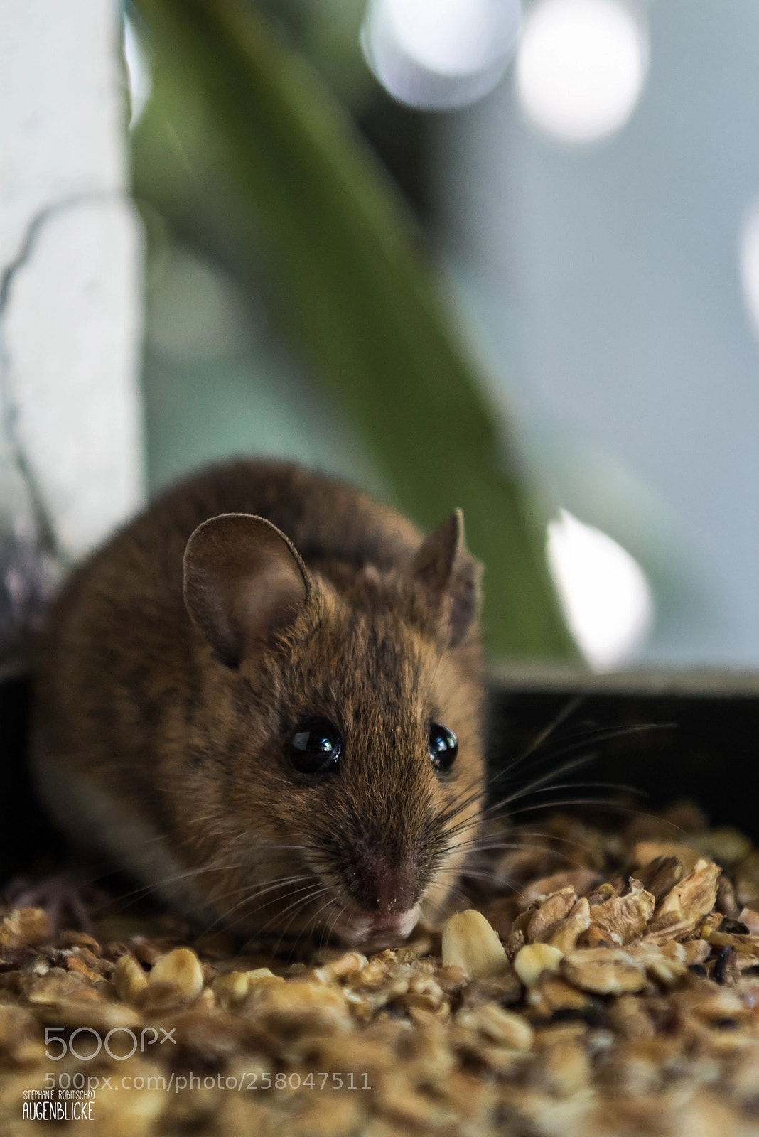 Nikon D750 sample photo. Little robber photography