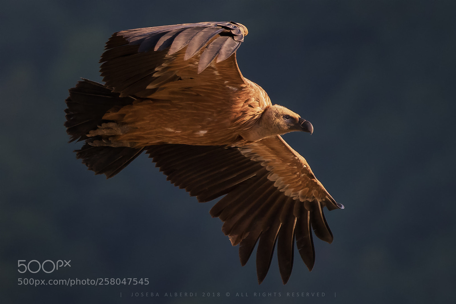 Nikon D5500 sample photo. Griffon vulture at sunset photography