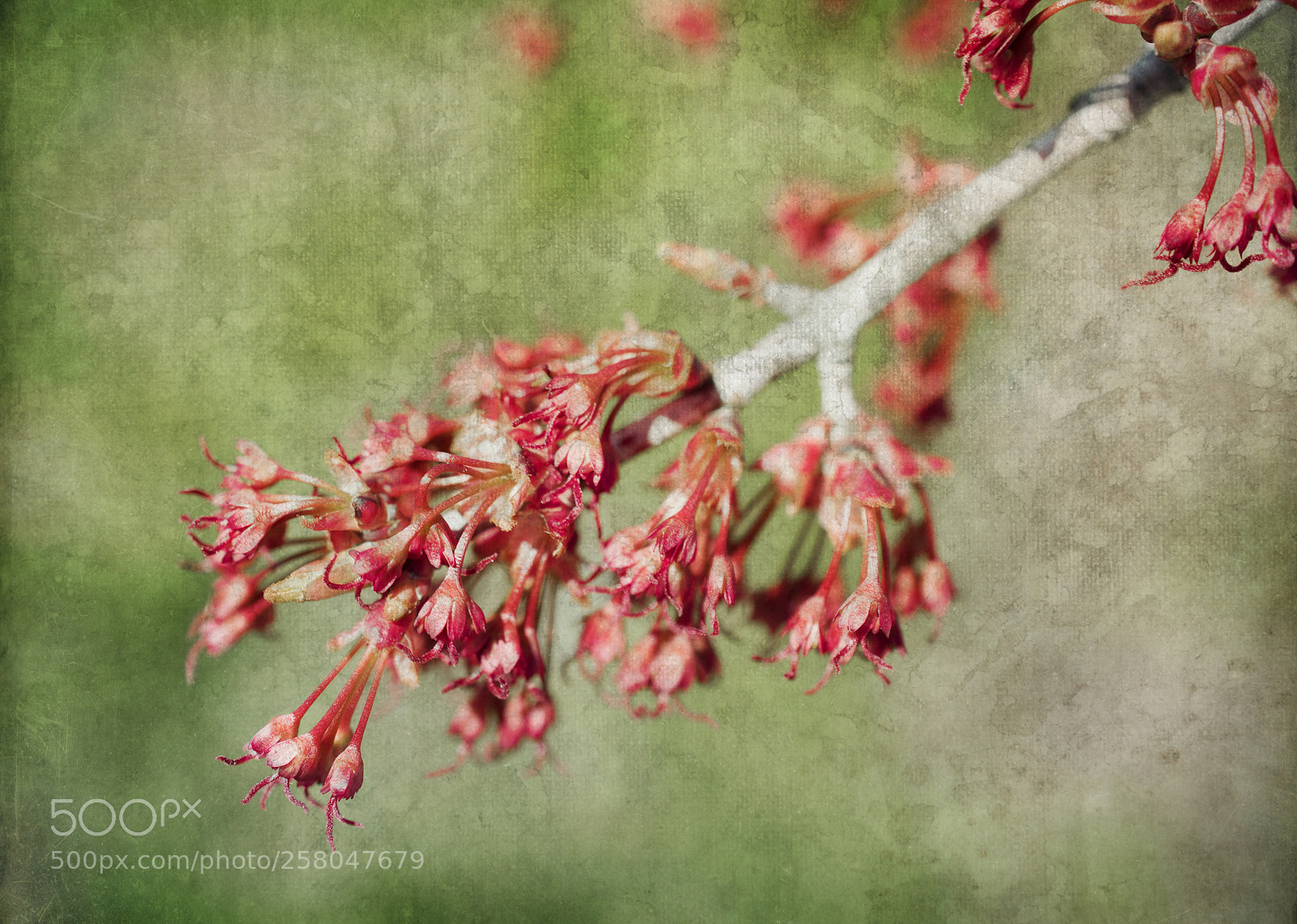 Nikon D810 sample photo. Tree branch photography