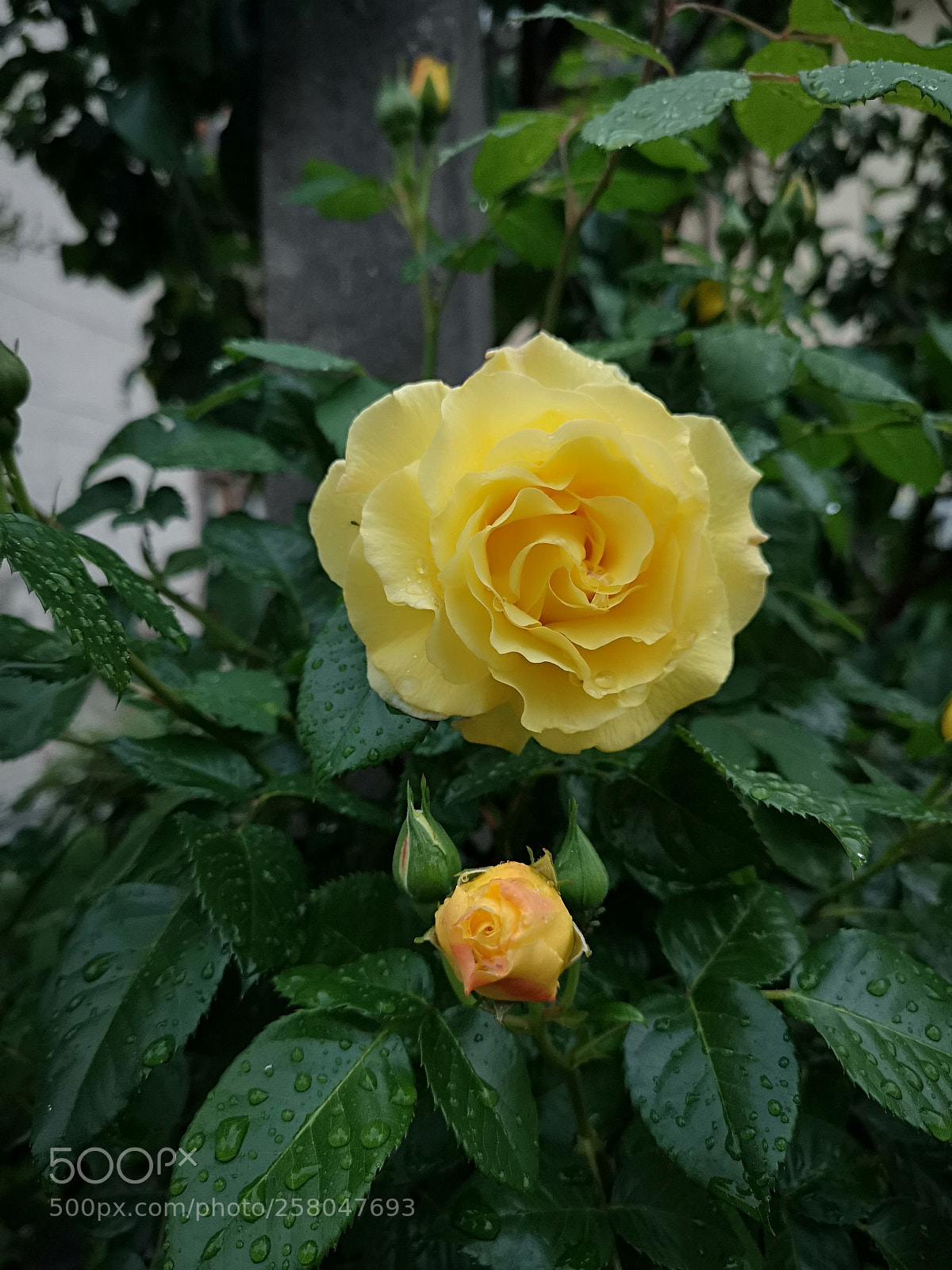 HUAWEI CLT-L29 sample photo. Leaves rain flower photography