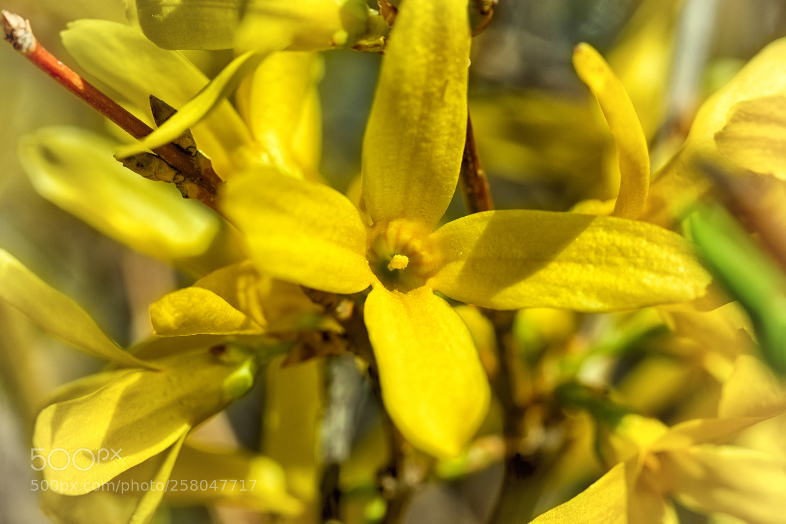 Nikon D810 sample photo. Forsythia photography