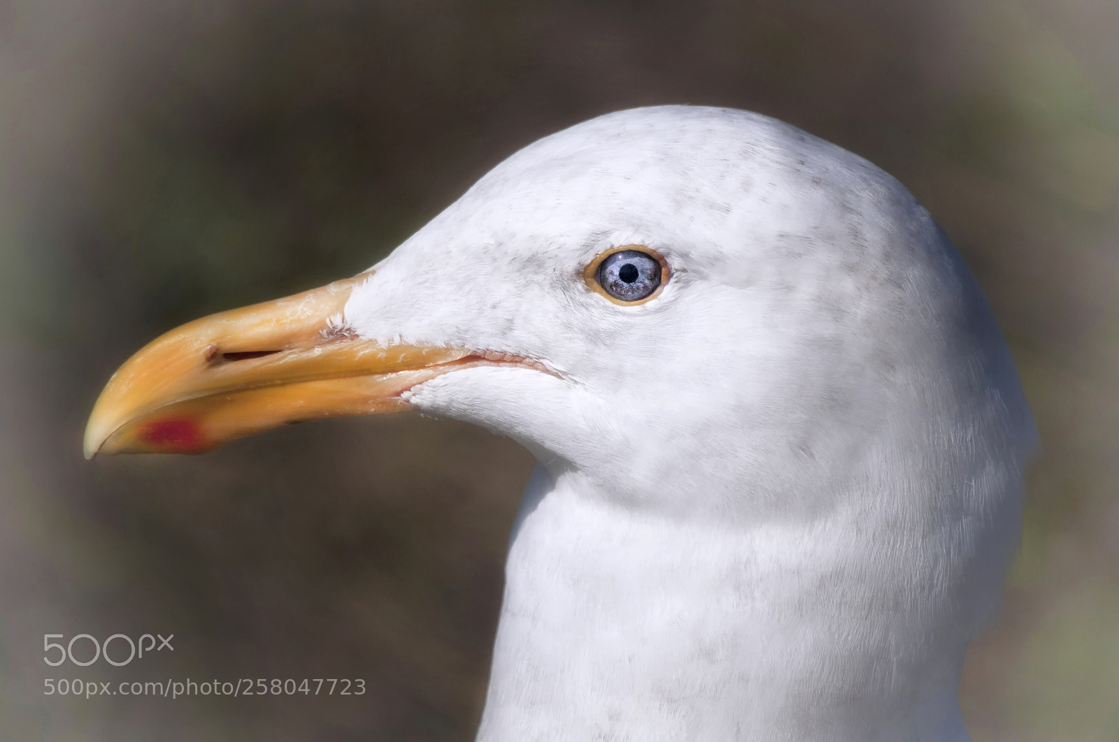Nikon D200 sample photo. Gull photography