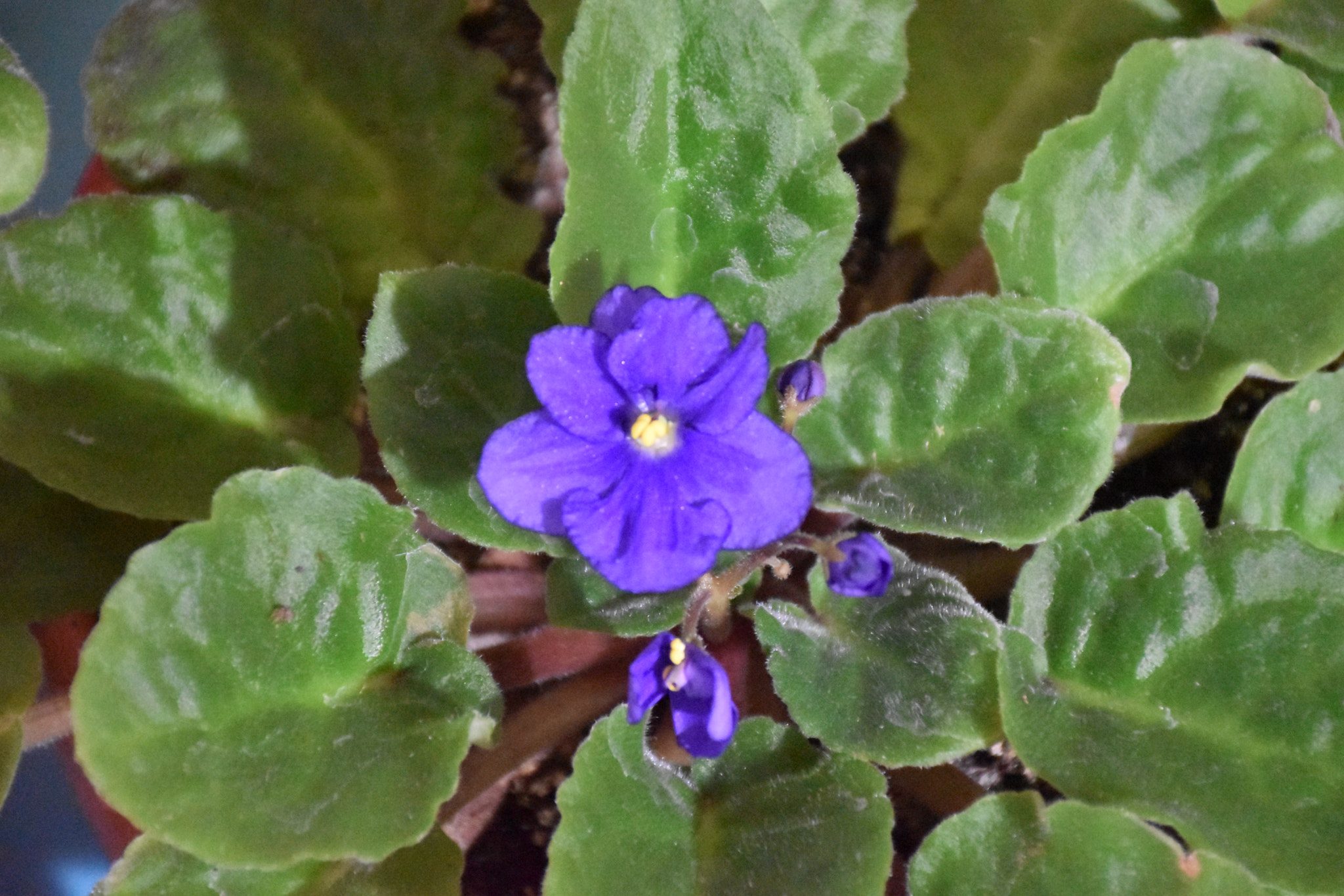 Nikon D5600 sample photo. Blue... photography