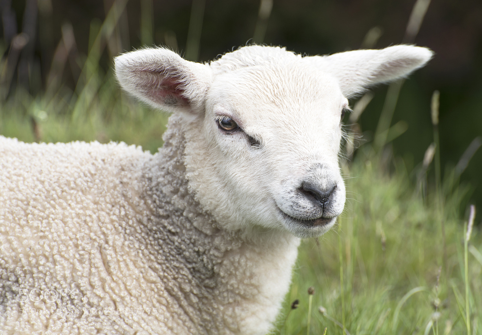 Nikon D810 sample photo. Lamb photography