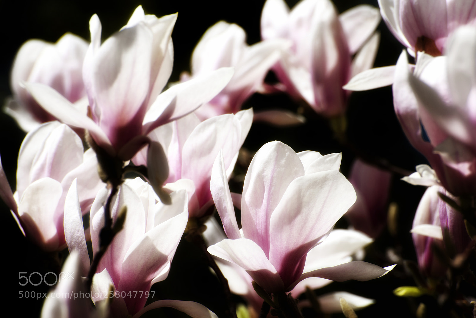 Nikon D810 sample photo. Magnolias photography
